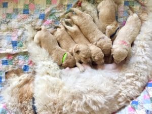 Goldendoodle Puppies Seattle