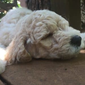 Frequently Asked Questions about Goldendoodles & Labradoodles
