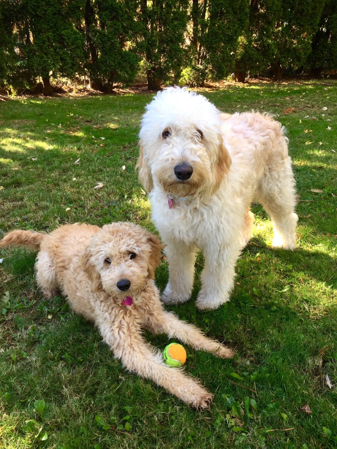 pictures of labradoodles and goldendoodles